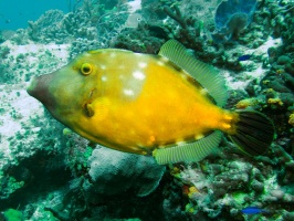 Whitespot Filefish IMG 9400